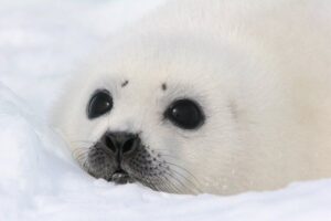 タテゴトアザラシの赤ちゃん